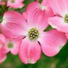 Bright Pink Dogwood Tree Garden Planting Trees 10 seeds