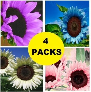 Colored Sunflowers Purple Blue White Pink Sun Flowers Garden 200 seeds