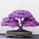 Purple Japanese Maple Tree Purple House Plant Easy Grow 10 seeds