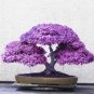 Purple Japanese Maple Tree Purple House Plant Easy Grow 10 seeds