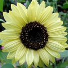 Light Yellow Sunflowers Huge Planting Sunflower Garden Large Flowers 50+ seeds