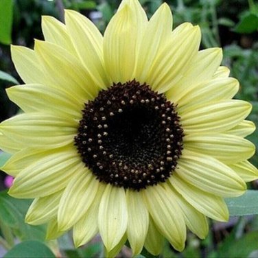 Light Yellow Sunflowers Huge Planting Sunflower Garden Large Flowers 50+ seeds