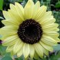 Light Yellow Sunflowers Huge Planting Sunflower Garden Large Flowers 50+ seeds