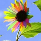 Rainbow Sunflowers Huge Planting Sunflower Garden Large Flowers Floral 50 seeds