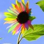 Rainbow Sunflowers Huge Planting Sunflower Garden Large Flowers Floral 50 seeds