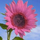 Deep Pink Sunflowers Huge Planting Sunflower Garden Large Flowers 50+ seeds