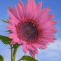 Deep Pink Sunflowers Huge Planting Sunflower Garden Large Flowers 50+ seeds