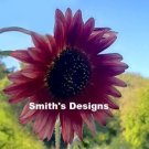 Red Sunflowers Huge Planting Sunflower Garden Large Flowers 50+ seeds