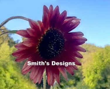 Red Sunflowers Huge Planting Sunflower Garden Large Flowers 50+ seeds