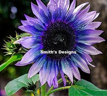 Blue/Purple Sunflowers Huge Planting Sunflower Garden Large Flowers 50+ seeds