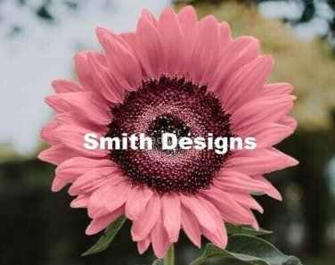 Pink Sunflowers Huge Planting Sunflower Garden Large Flowers 50+ seeds
