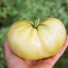 White Wonder Beefsteak Tomato   Planting Tomatoes Food 50+ seeds