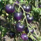 American Blue Heirloom Tomato   Planting Tomatoes Food 50+ seeds