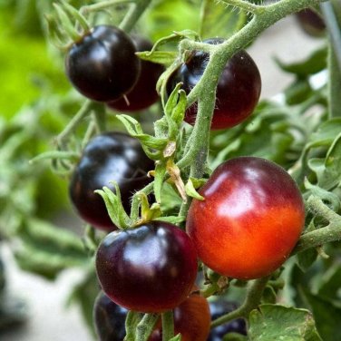 Indigo Rose Cherry Tomato Garden Planting Tomatoes Food 50+ seeds