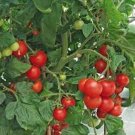 Baxter'S Early Bush Cherry Tomato  Planting Tomatoes Food 50+ seeds