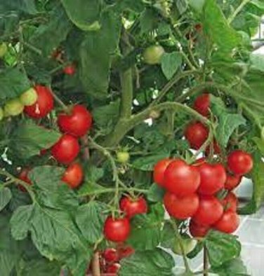 Baxter'S Early Bush Cherry Tomato  Planting Tomatoes Food 50+ seeds
