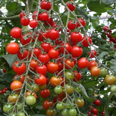 Bartelly Tomato Garden Planting Tomatoes 50+ seeds