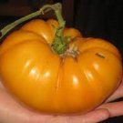 Barnes Mountain Yellow Tomato  Garden Planting Tomatoes Food 50+ seeds