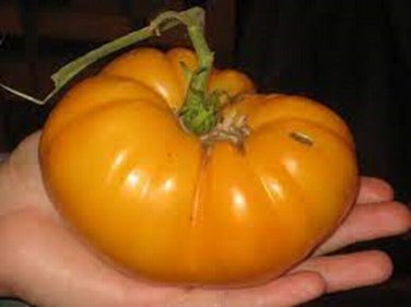 Barnes Mountain Yellow Tomato  Garden Planting Tomatoes Food 50+ seeds