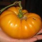 Barnes Mountain Yellow Tomato  Garden Planting Tomatoes Food 50+ seeds