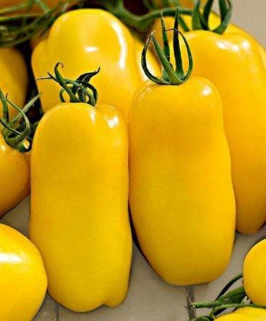 Yellow Banana Legs Tomato Garden Planting Tomatoes Rare Heirloom Food 50+ seeds