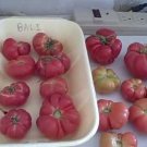 Bali Tomato Garden Planting Tomatoes Food 50+ seeds