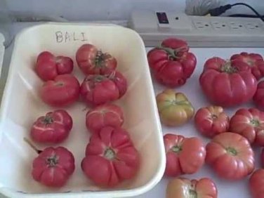 Bali Tomato Garden Planting Tomatoes Food 50+ seeds