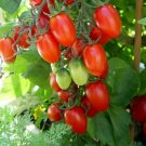 Baby Grape Tomato Garden Planting Tomatoes 50+ seeds