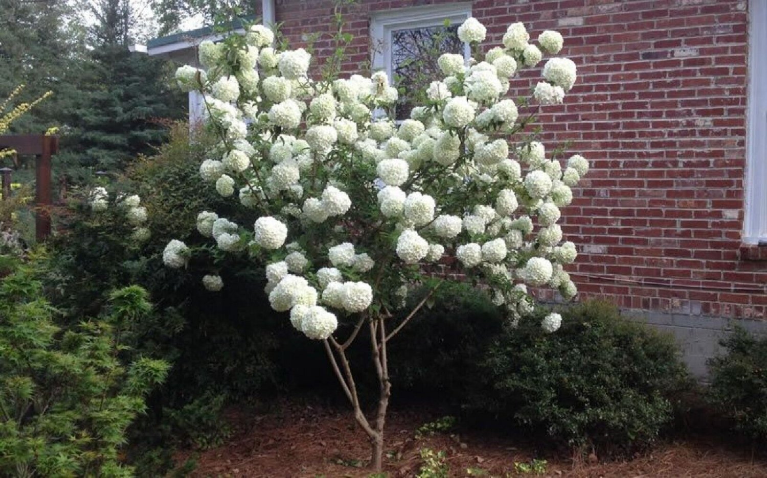 40 seeds Viburnum Ichangense Fast Growing Chinese Snowball