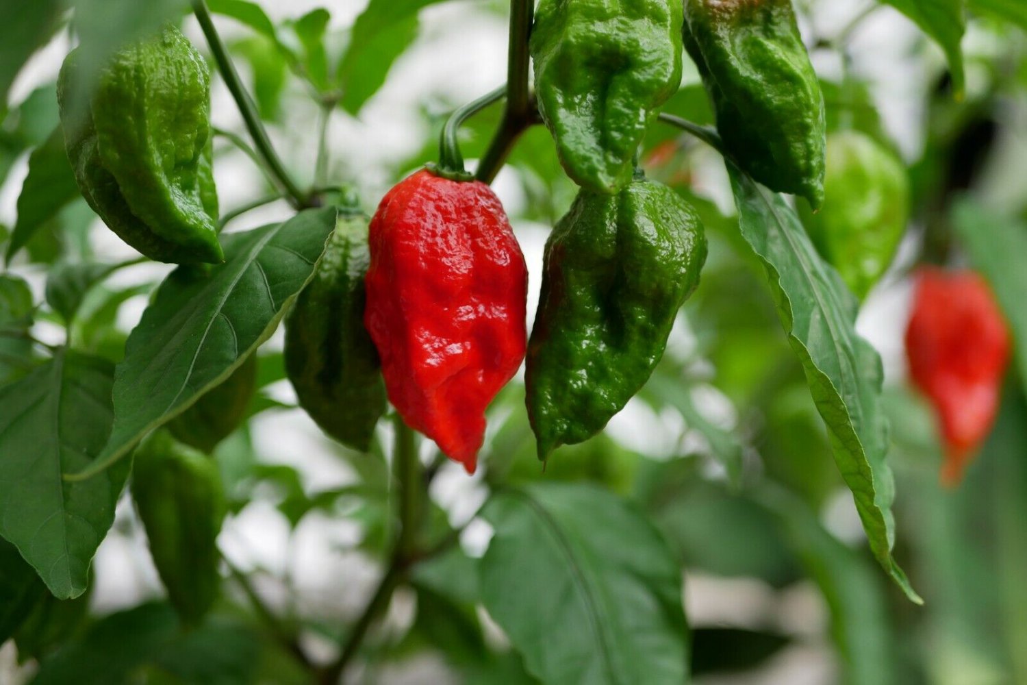 50 seeds 1Million Scoville Ghost Pepper Bhut Jolokia