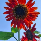 Red Sunflower "Red Sun" Seeds
