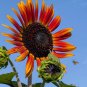 Red Sunflower "Red Sun" Seeds