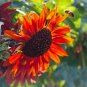 Red Sunflower "Red Sun" Seeds
