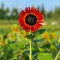 Red Sunflower "Red Sun" Seeds