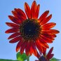 Red Sunflower "Red Sun" Seeds