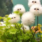 White cat's eye ball flower 50 seeds