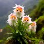 Amazing plants! Cat's eye dazzle 50 seeds