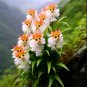Amazing plants! Cat's eye dazzle 50 seeds