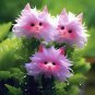 Year-round Blooms! Cat's eye dazzle-Purple red 50 seeds