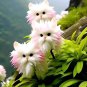limited-time discount Cat's eye dazzle×Pink 50 seeds