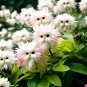 limited-time discount Cat's eye dazzle×Pink 50 seeds