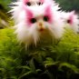 Cat's eye dazzle×cute pink 50 seeds