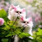 Cat's eye dazzle×cute pink 50 seeds