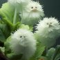Cat's eye dazzle-duck white 50 seeds