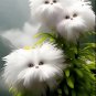 Cat's eye dazzle-lion white 50 seeds