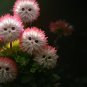 New Red Cat face flower 50 Seeds