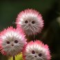 New Red Cat face flower 50 Seeds