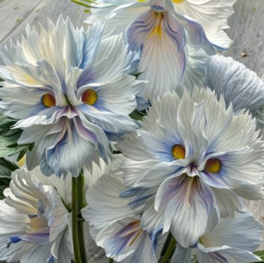 Big face flower Seeds color white 50 seeds