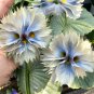 Big face flower Seeds color white 50 seeds