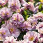 Big face flower Seeds color purple 50 seeds